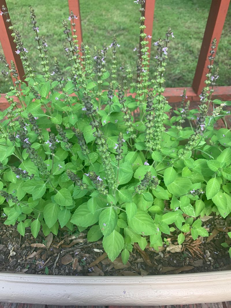 Tulsi Tulsi