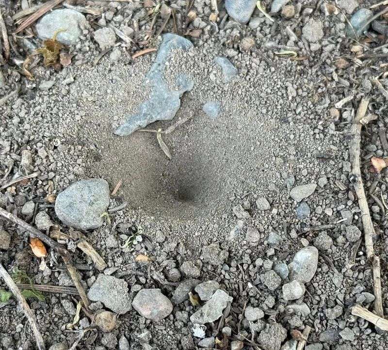 Tunnels Loosen The Soil Naturally Tunnels Loosen The Soil Naturally