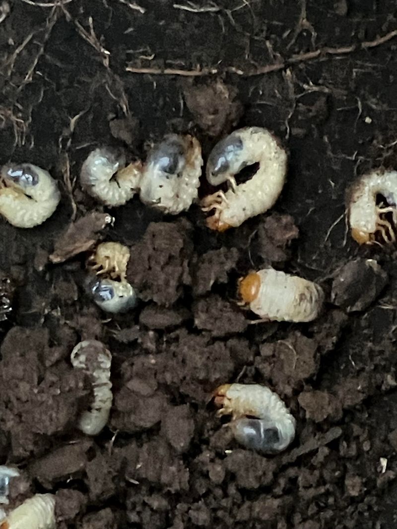 Turf Grubs Need Different Timing Turf Grubs Need Different Timing
