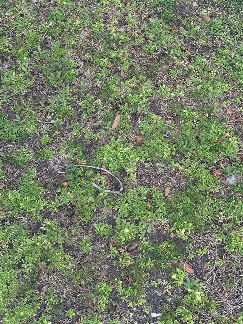 Turf Is Closing Stomata