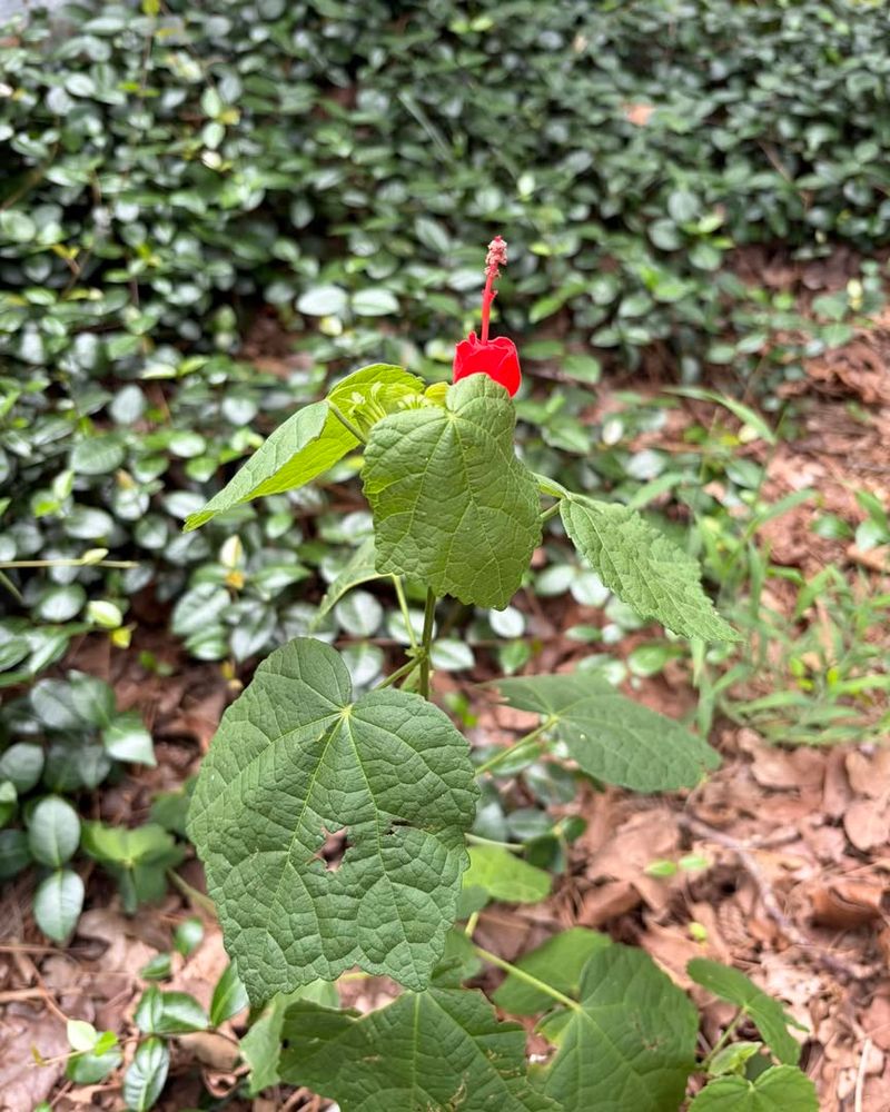 Turk's Cap Turk's Cap