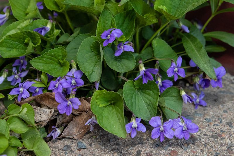 Turn A Lawn Fight Into A Native Plant Win