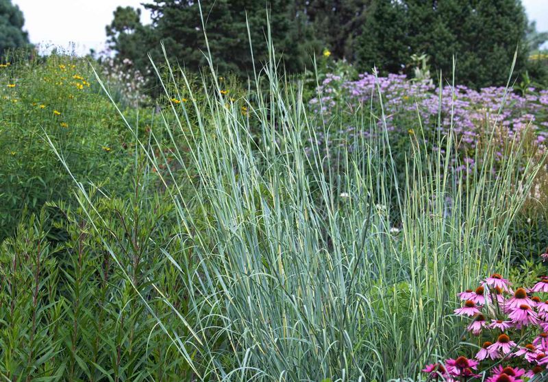 Turn A Patch Of Lawn Into A Prairie Comeback