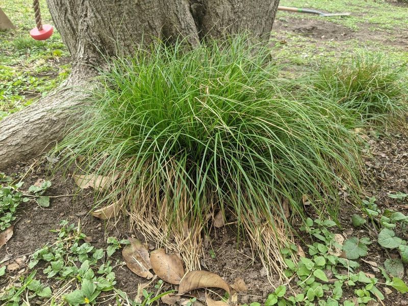 Turn Bare Oak Shade Into A Living Carpet Turn Bare Oak Shade Into A Living Carpet