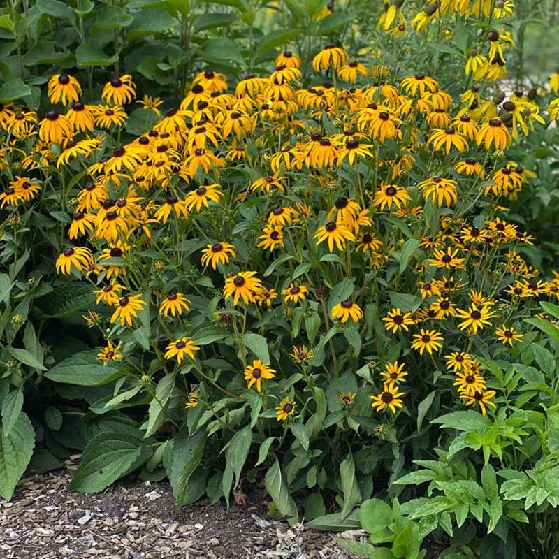 Turn One Summer Flower Into A Self Sowing Drift Turn One Summer Flower Into A Self Sowing Drift