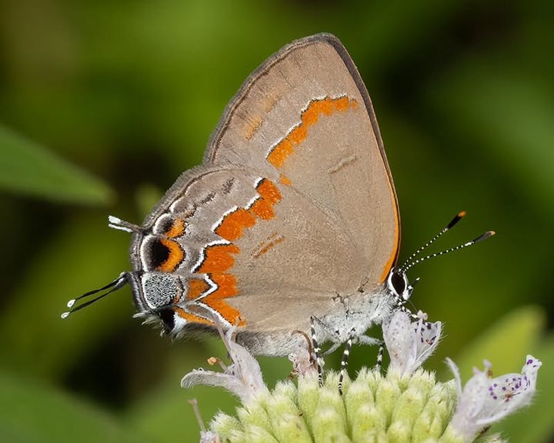 Turn One Tree Into A Whole Wildlife Nursery Turn One Tree Into A Whole Wildlife Nursery