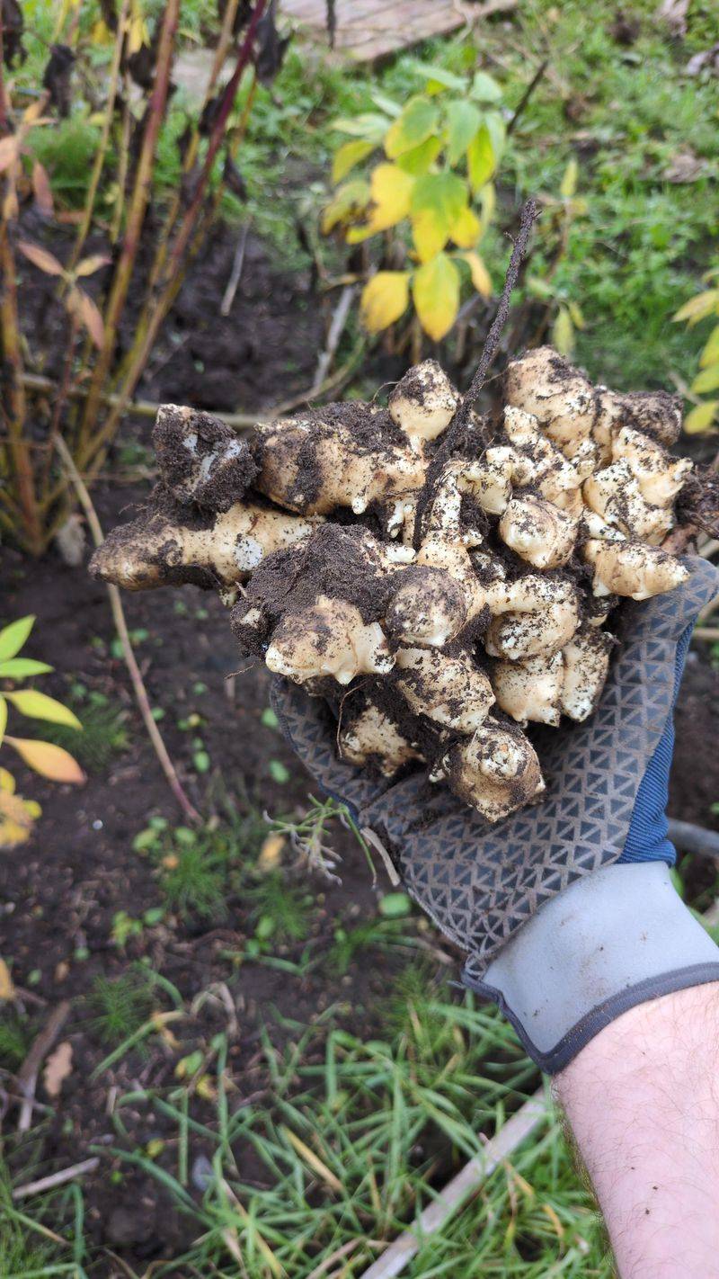 Turning A Handful Of Foraged Tubers Into Your Own Patch