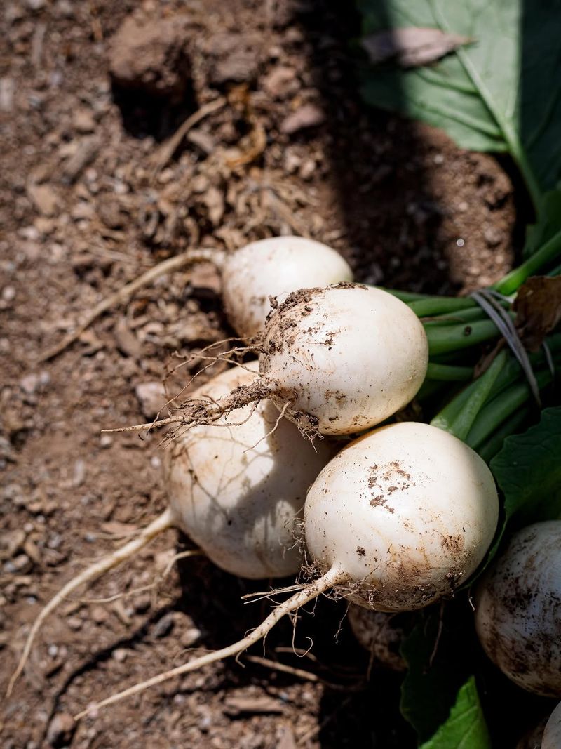 Turnips Turnips