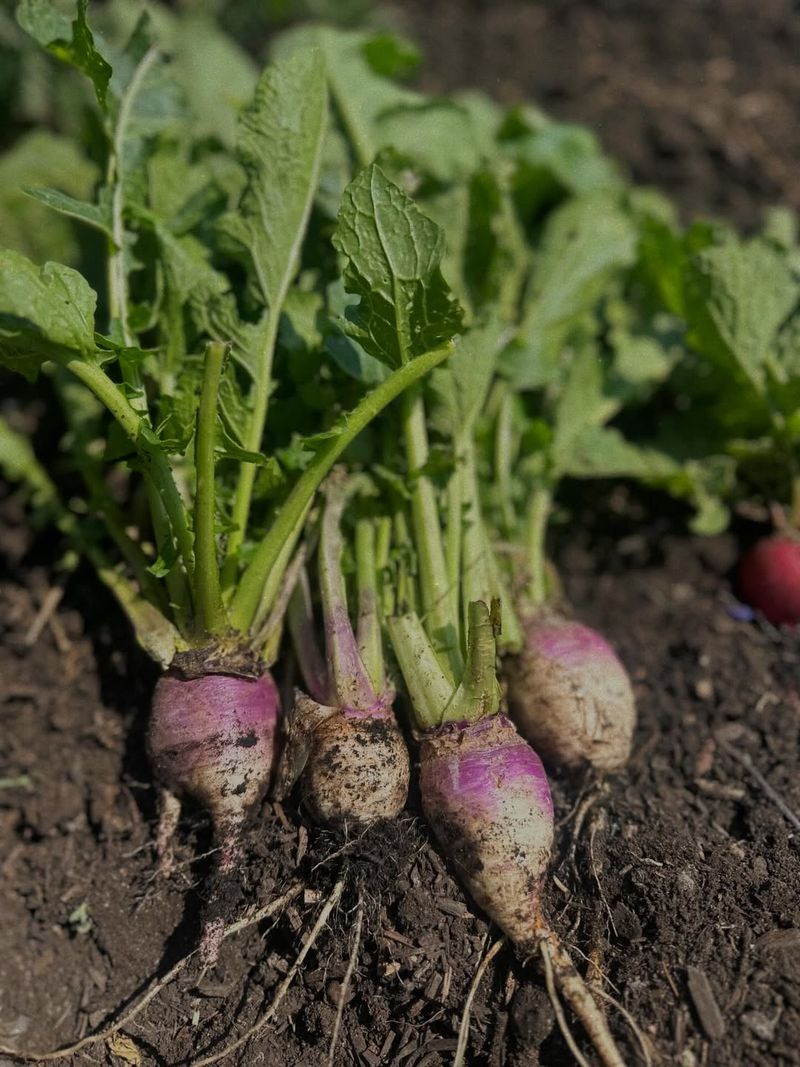 Turnips