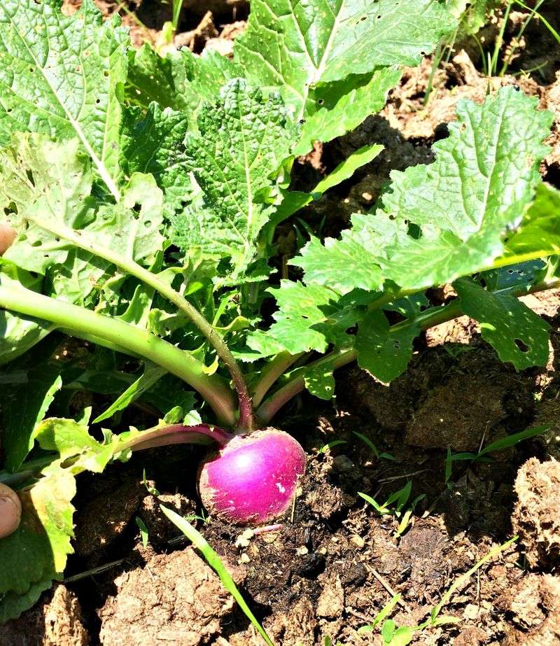 Turnips Turnips