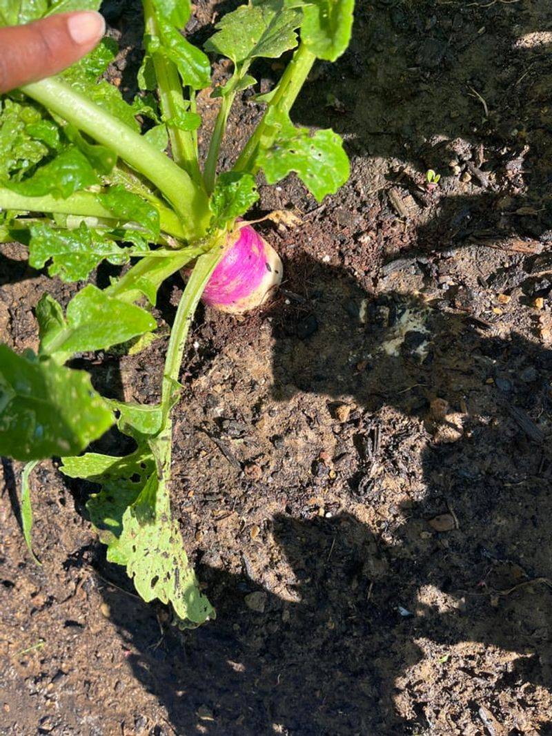 Turnips Are Fast But Still Need August Turnips Are Fast But Still Need August