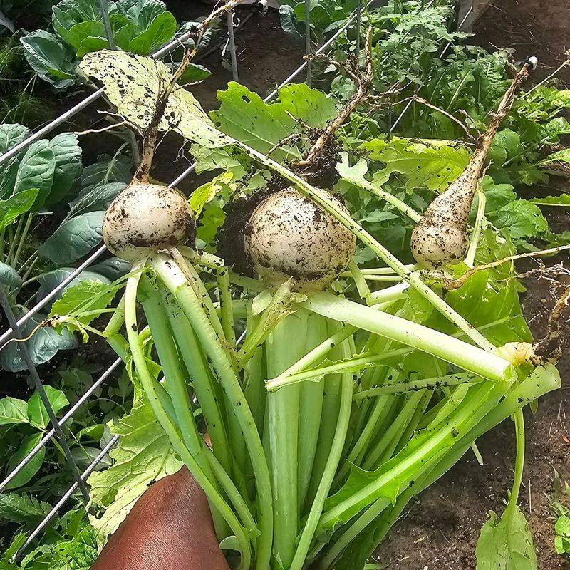 Turnips Deliver Both Crisp Roots And Tender Greens
