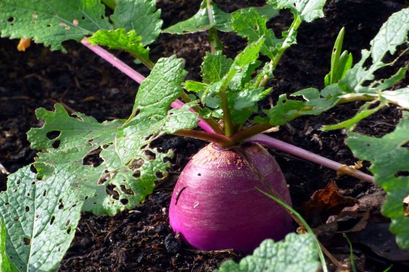 Turnips Give Roots And Greens
