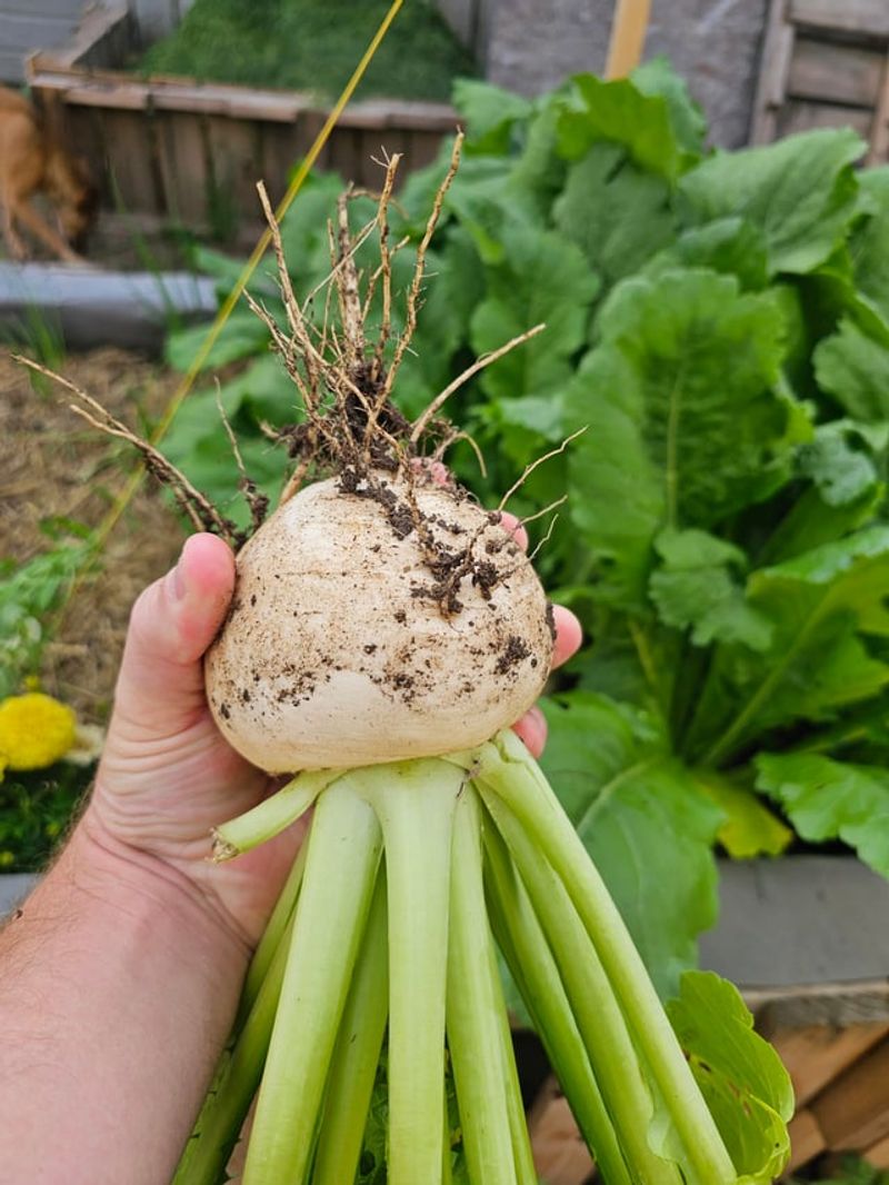 Turnips Grow Fast For Fall Harvests