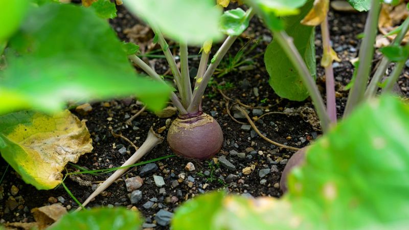 Turnips Grow Quickly For Fall Turnips Grow Quickly For Fall