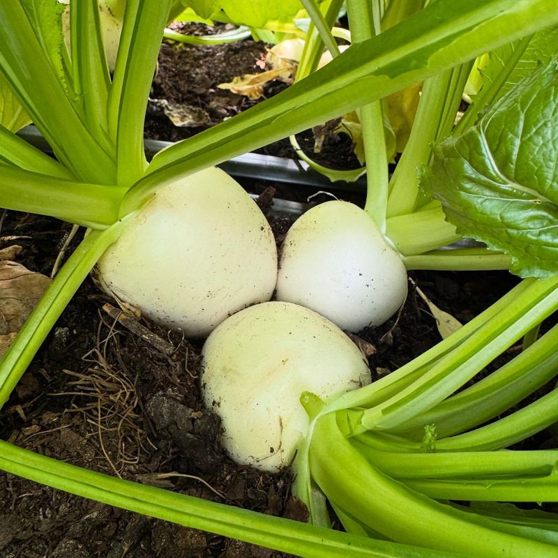 Turnips Grow Quickly Once Extreme Heat Eases Turnips Grow Quickly Once Extreme Heat Eases