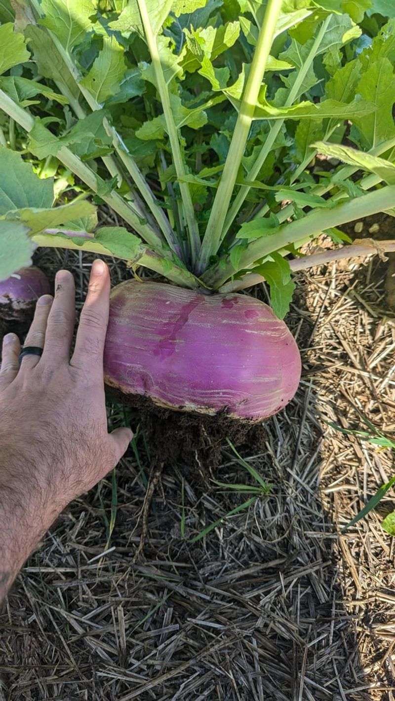Turnips Make The Bed Work Harder
