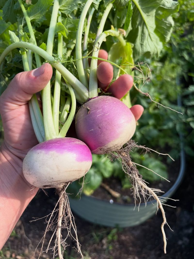 Turnips Offer Quick Greens And Fall Roots