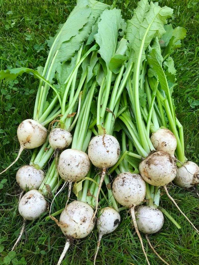 Turnips Prepare For Cooler Weather Turnips Prepare For Cooler Weather