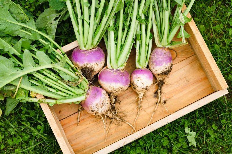 Turnips Produce A Harvest Relatively Quickly Turnips Produce A Harvest Relatively Quickly