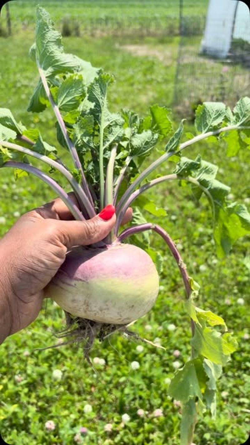 Turnips Transition From Summer Into Cooler Weather Turnips Transition From Summer Into Cooler Weather