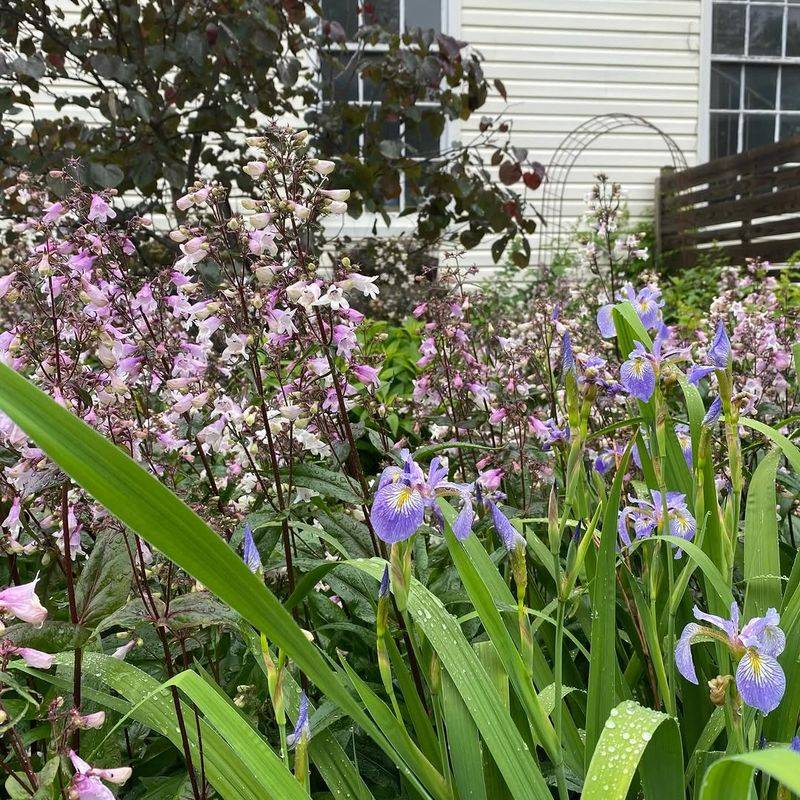 Tussock Sedge, Blue Flag Iris, And Swamp Milkweed Tussock Sedge, Blue Flag Iris, And Swamp Milkweed