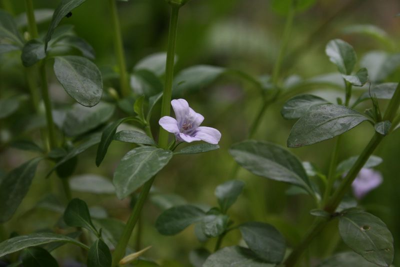 Twinflower Covers Open Beds With Native Color Twinflower Covers Open Beds With Native Color