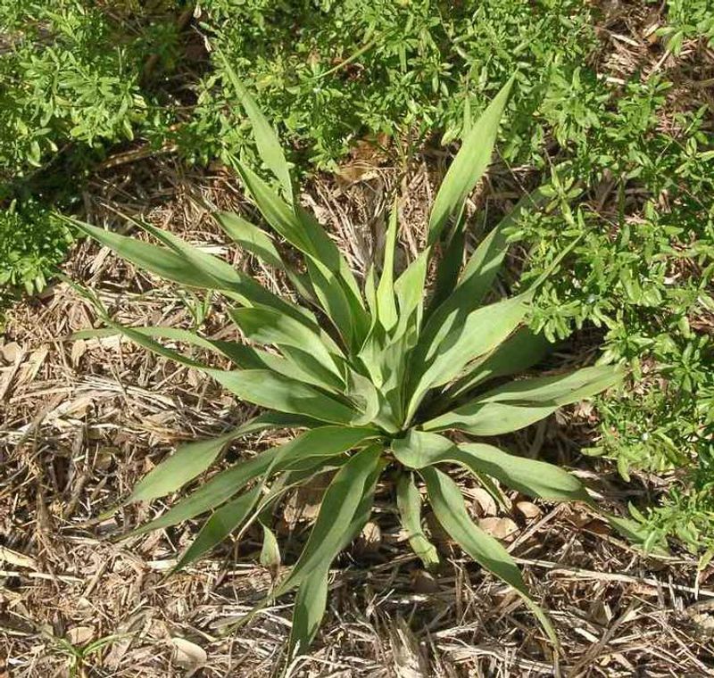 Twist-Leaf Yucca Twist-Leaf Yucca