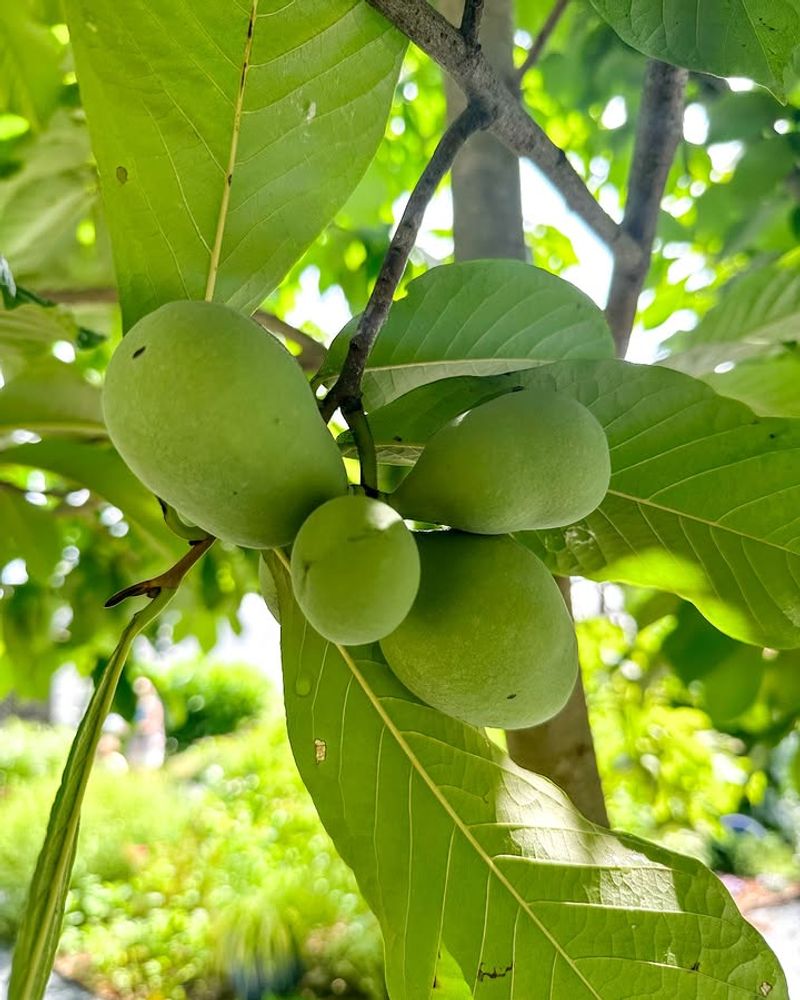 Two Often-Overlooked Native Fruit Trees Two Often-Overlooked Native Fruit Trees