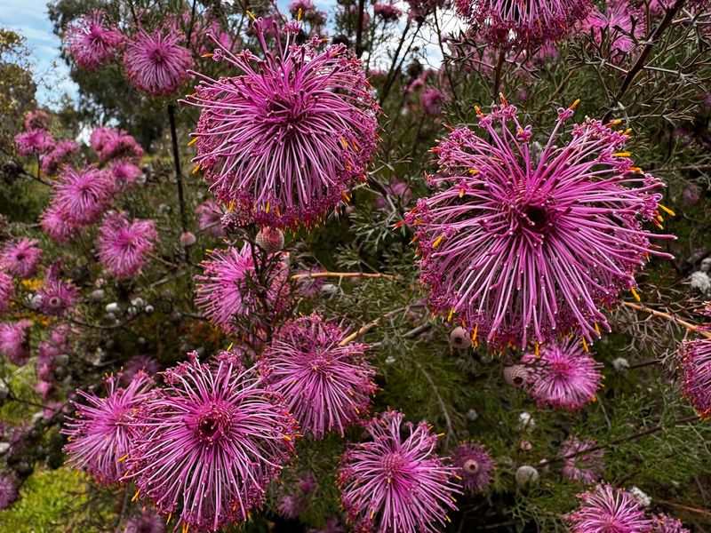 UC Santa Cruz Arboretum Shows Off Plants From Mediterranean Climates
