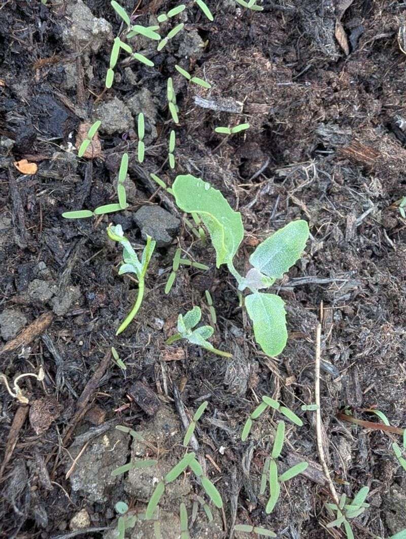 Uncomposted Manure May Introduce Weed Seeds Uncomposted Manure May Introduce Weed Seeds