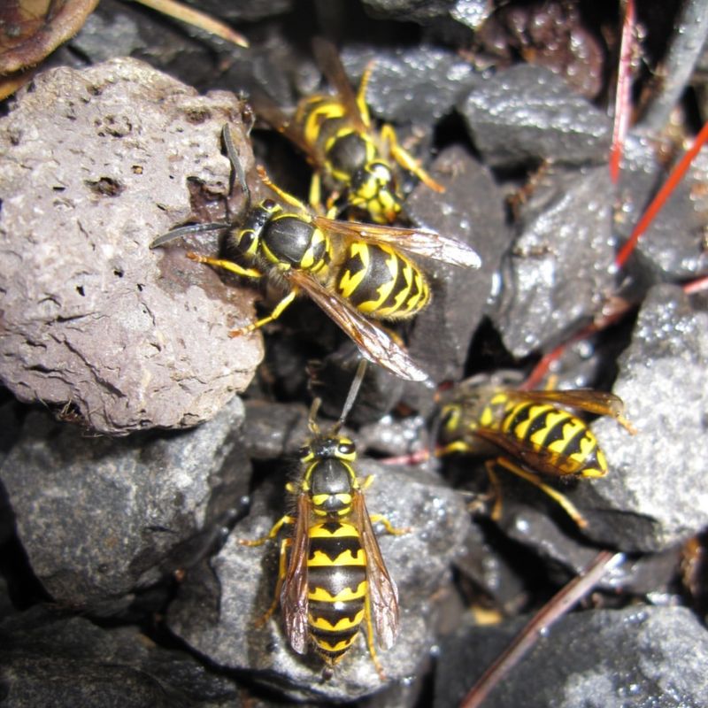 Uncovered Trash Attracts Scavenging Wasps Uncovered Trash Attracts Scavenging Wasps