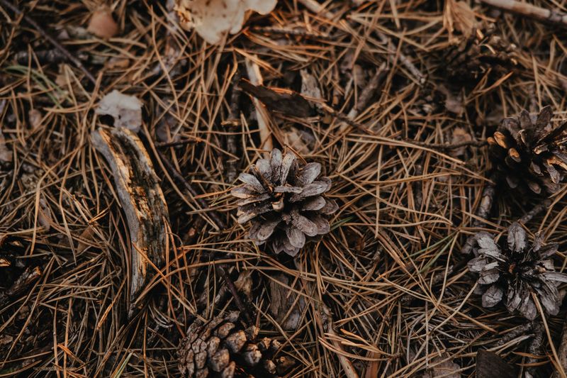 Under Blueberry Bushes With Pine Bark Or Needles