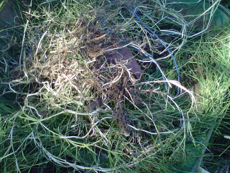 Underground Rhizomes Keep Spreading Beneath The Soil Underground Rhizomes Keep Spreading Beneath The Soil