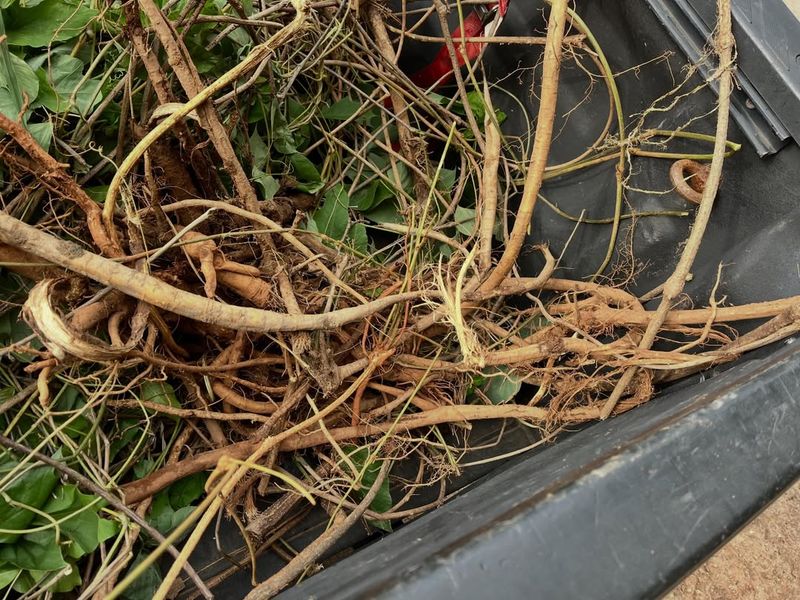 Underground Roots Keep Sending Up New Growth Underground Roots Keep Sending Up New Growth