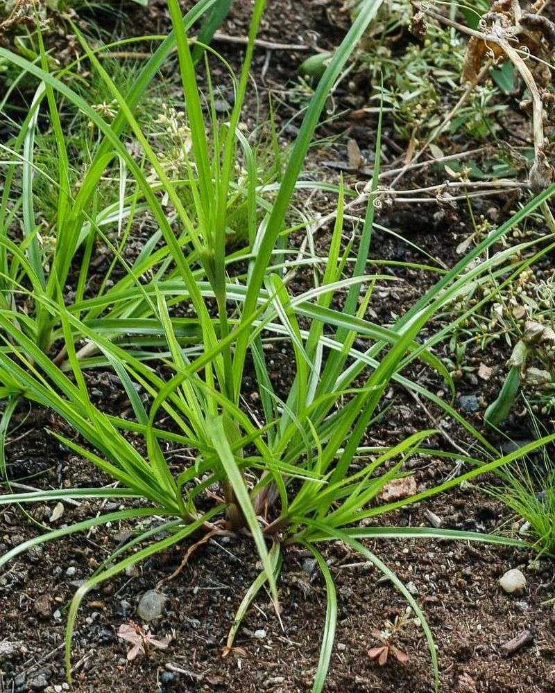 Underground Tubers Help It Spread Quickly Underground Tubers Help It Spread Quickly