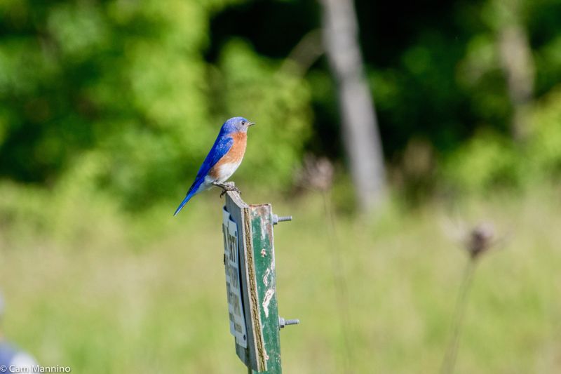 Understand What Bluebirds Are Actually Doing Understand What Bluebirds Are Actually Doing