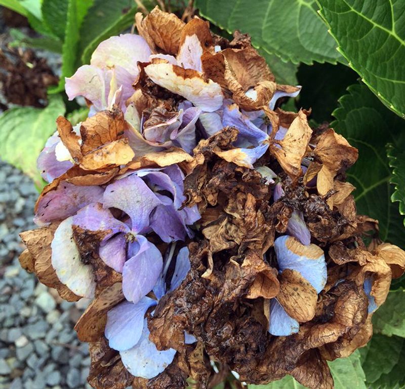Understand Why Fresh Blooms Fail At Drying