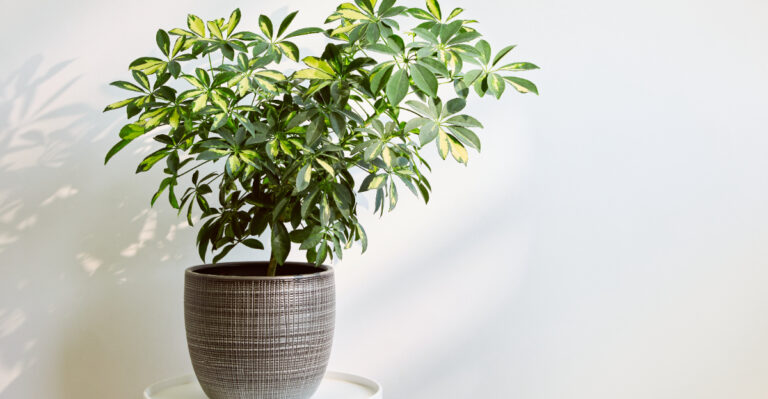 Understanding The Causes Behind Schefflera Leaf Drop, And How To Fix It