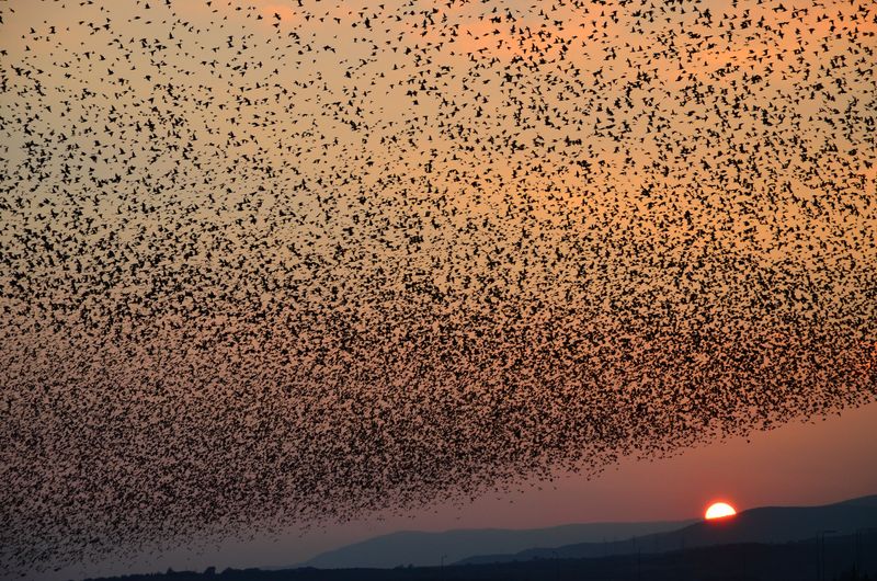 Understanding The Sudden Appearance Of Dusk Fliers Understanding The Sudden Appearance Of Dusk Fliers