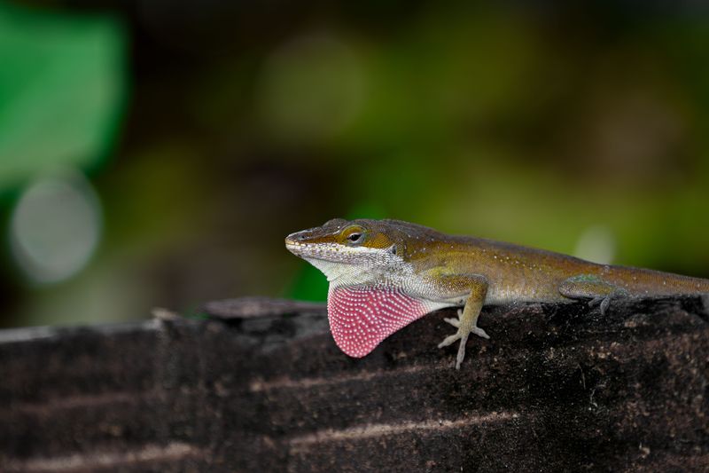 Understanding Why Anole Lizards Are Leaving Tennessee Gardens Understanding Why Anole Lizards Are Leaving Tennessee Gardens