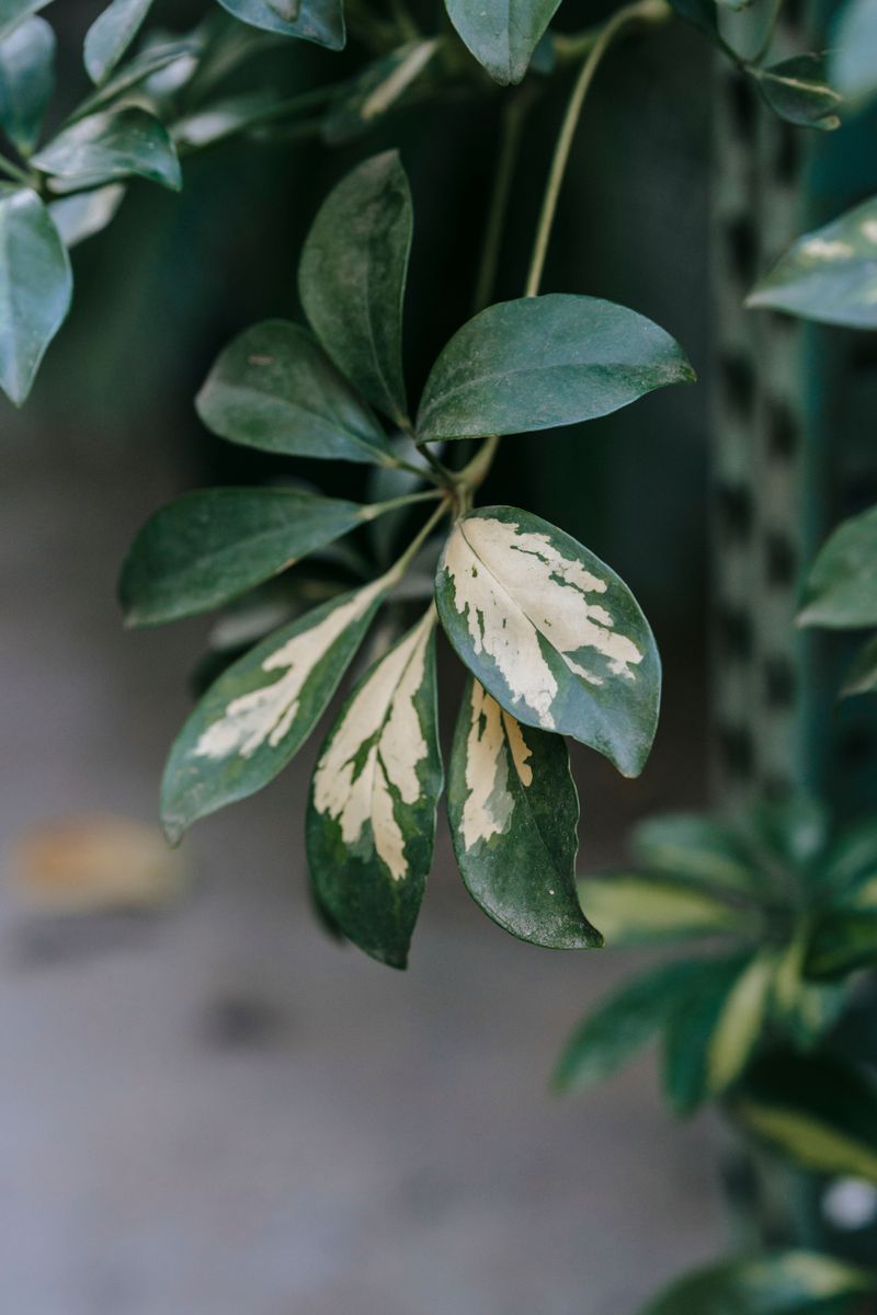 Underwatering Leads To Dry Curling Leaves