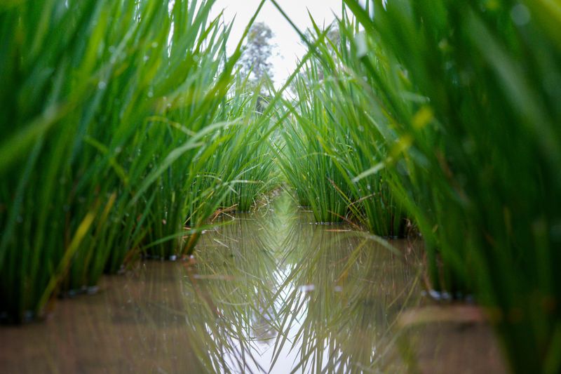 Uneven Water Disrupts Nutrient Balance