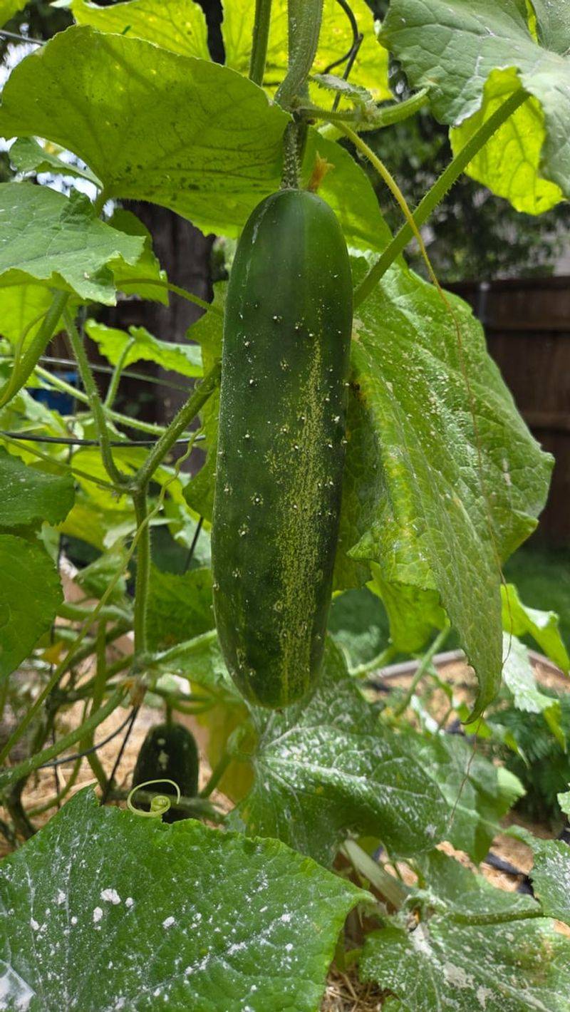 Uneven Watering Pushes Cucurbitacin Into The Fruit Uneven Watering Pushes Cucurbitacin Into The Fruit