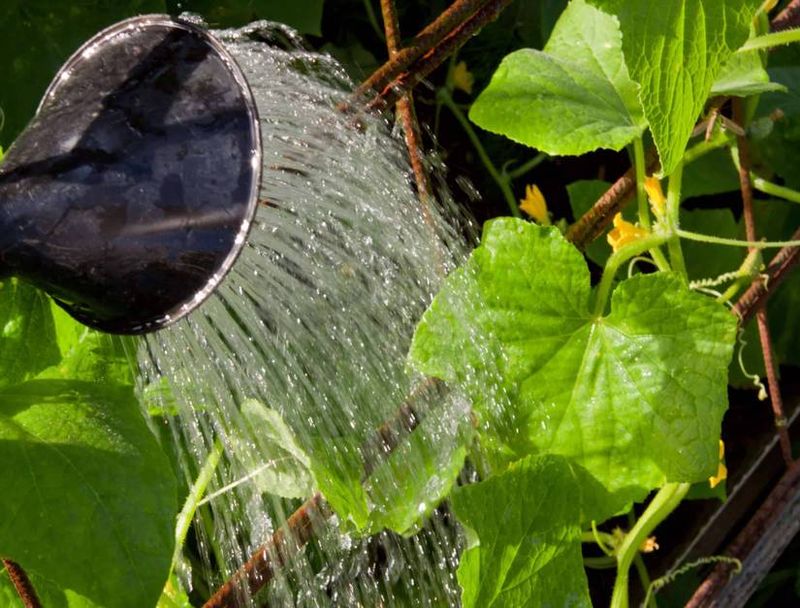 Uneven Watering Stresses Cucumber Vines Uneven Watering Stresses Cucumber Vines