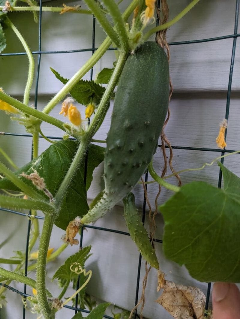 Uneven Watering Triggers Bitter Fruit Uneven Watering Triggers Bitter Fruit