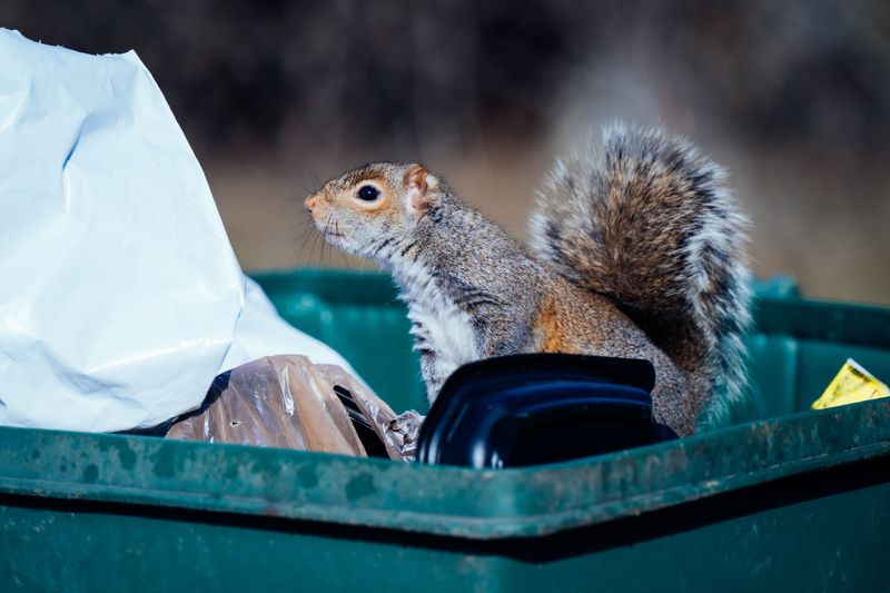 Unsecured Trash Cans And Outdoor Pet Food Unsecured Trash Cans And Outdoor Pet Food