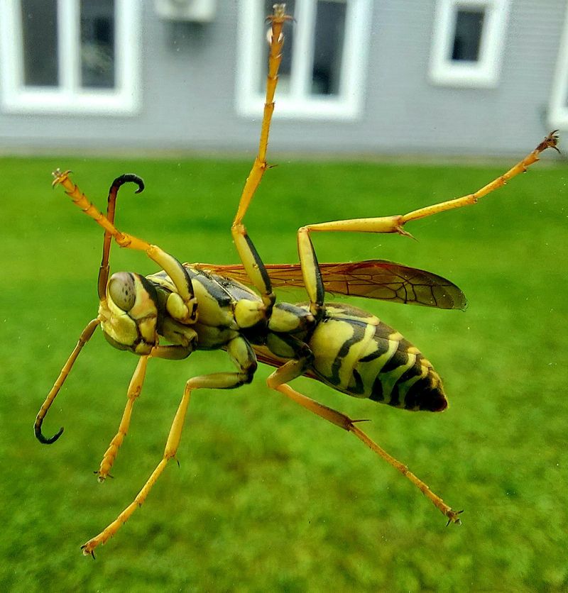 Unusual Hornets Should Be Photographed And Reported Unusual Hornets Should Be Photographed And Reported