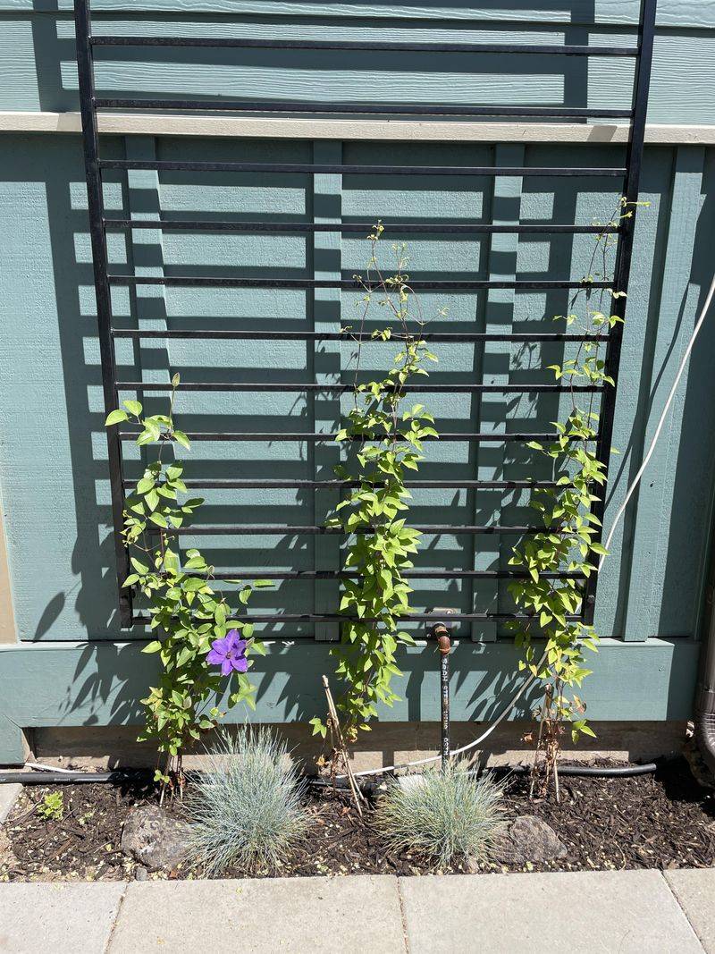 Upgrade Wooden Trellises