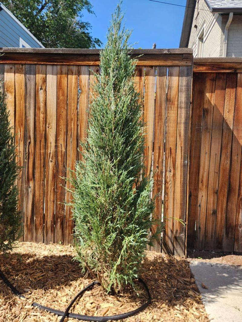 Upright Juniper ('Spartan' Or 'Skyrocket')
